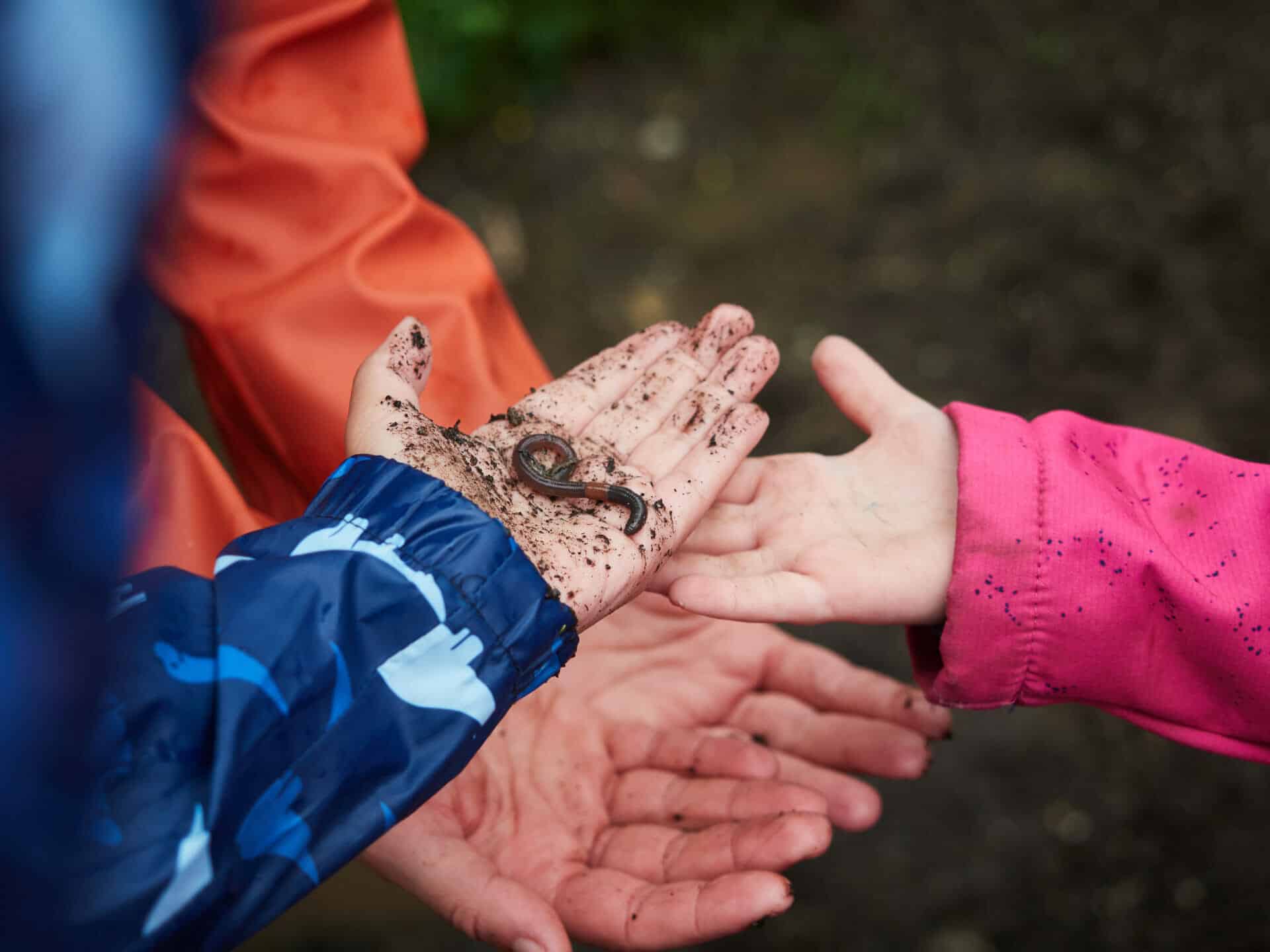 Wurmkisten Kinderhände mit einem Regenwurm