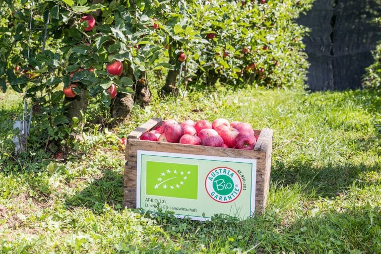 Bio Apfelbauer Stmk Kiste mit Äpfel in einer Apfelplantage