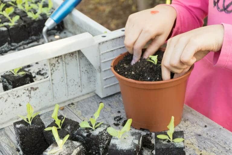 Tipps zum Thema Boden Kind setzt eine kleine Pflanzen in einen Topf