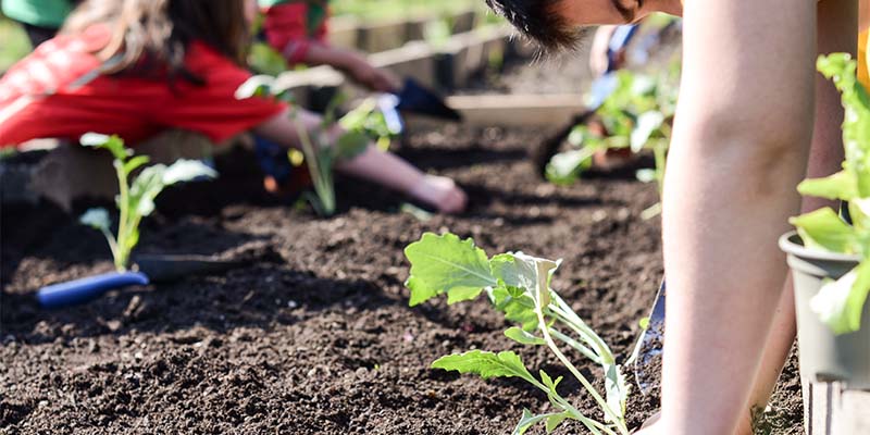 Kinder können bei der Gartenarbeit viel lernen, sei es Konzentrationsfähigkeit, Feinmotorik oder die Freude an Gemüse, Obst und Kräutern. 
