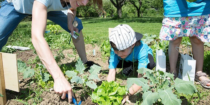 Junior City Farmer-Kind versucht gemeinsam mit der Workshopleiterin den Salat aus der Erde zu ziehen