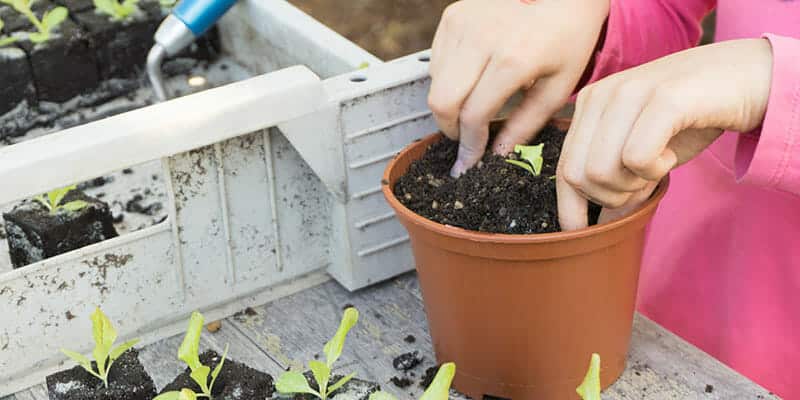 Kinderhände pflanzen frische Sätzlinge in Topf ein