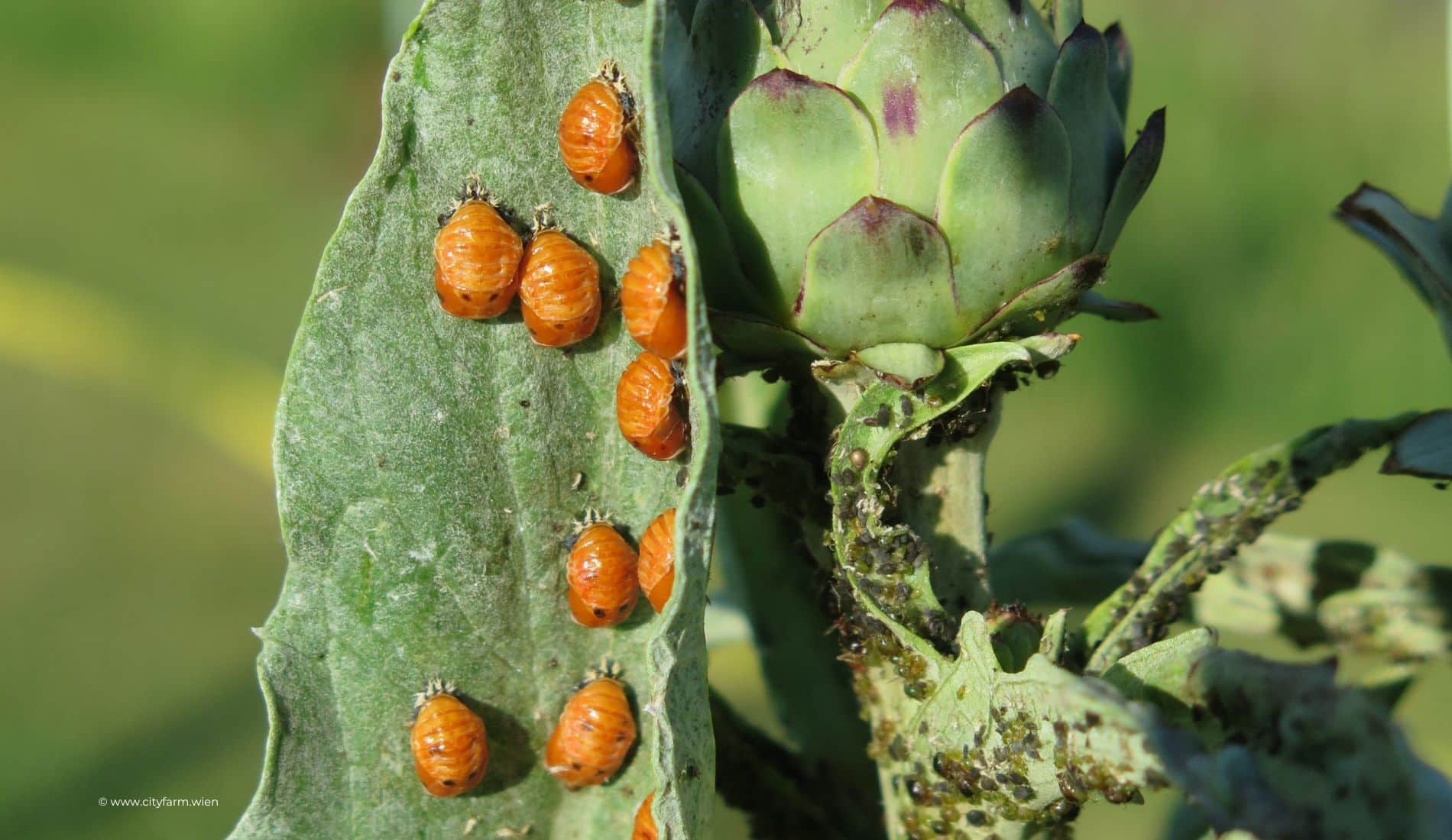 Vorbeugen und schützen-Natürlich gegen Schädlinge-City Farm-Läuse auf Pflanze neu