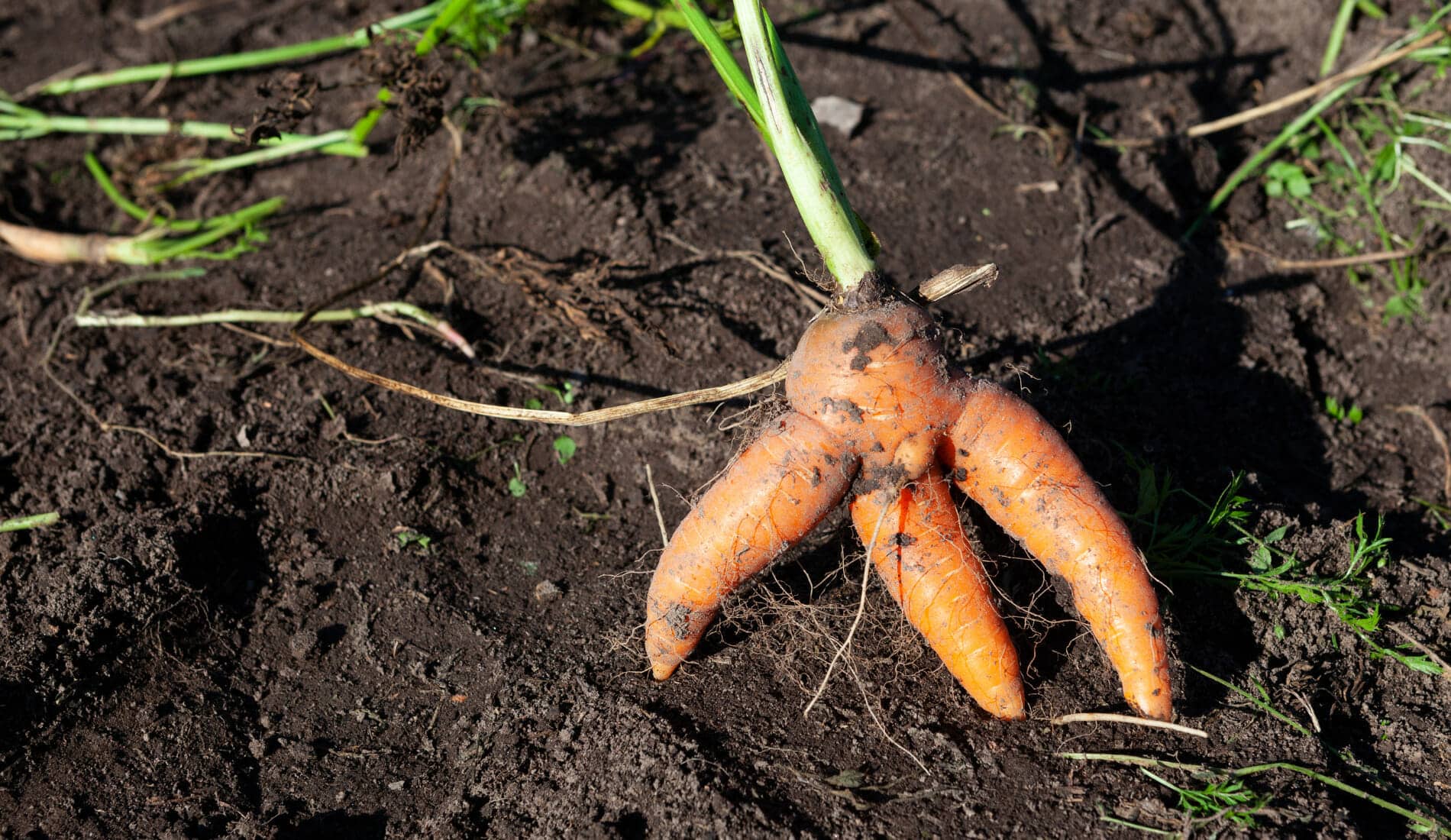 Lustig gewachsene Karotte