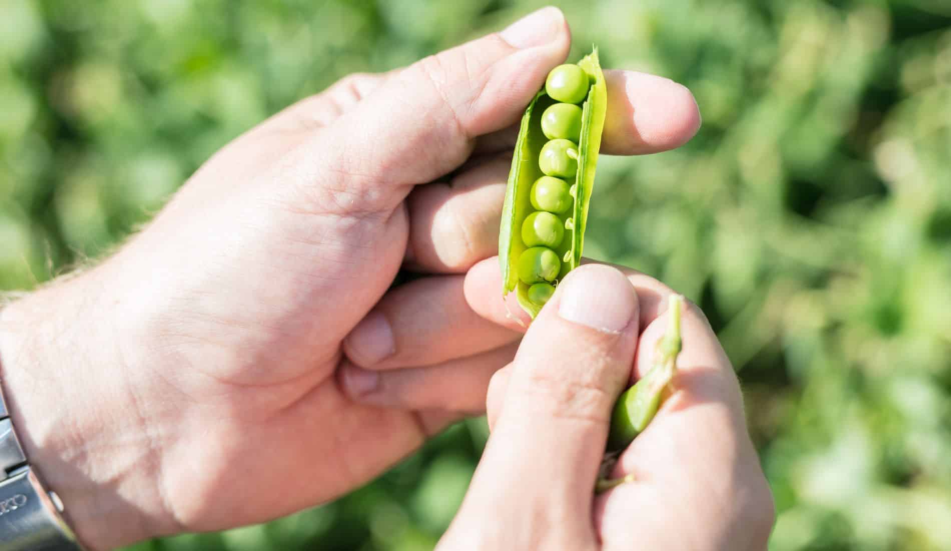 Hand mit Erbsenschote